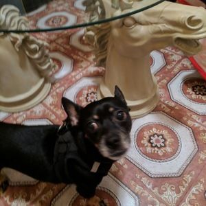 Meet your Posher, Jorge